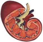 Böbreğin Görevleri ve Özellikleri Böbreğin Görevleri ve Özellikleri
